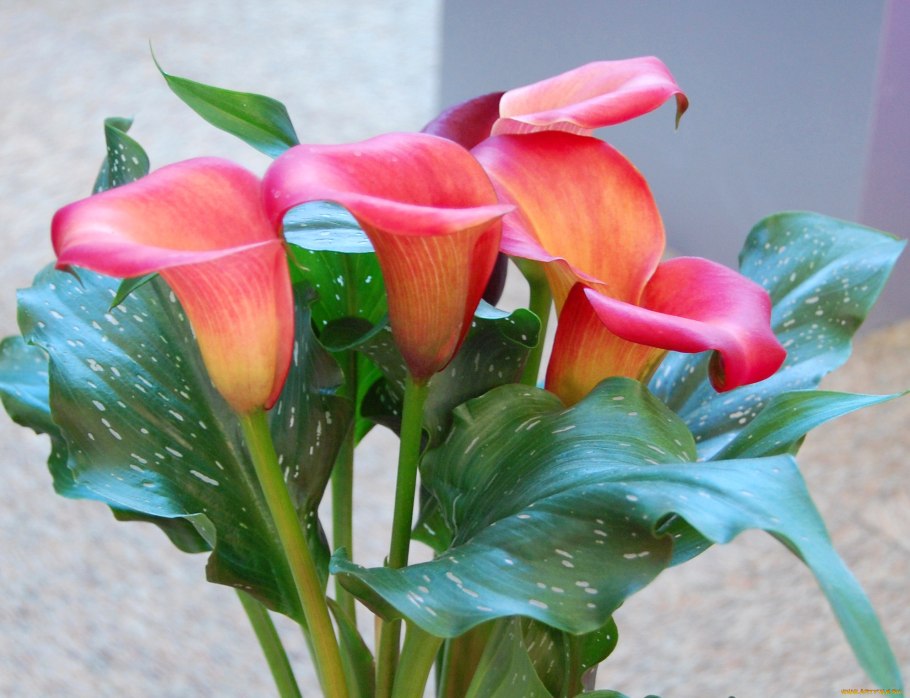 Цветы Калла Гарнет Глоу