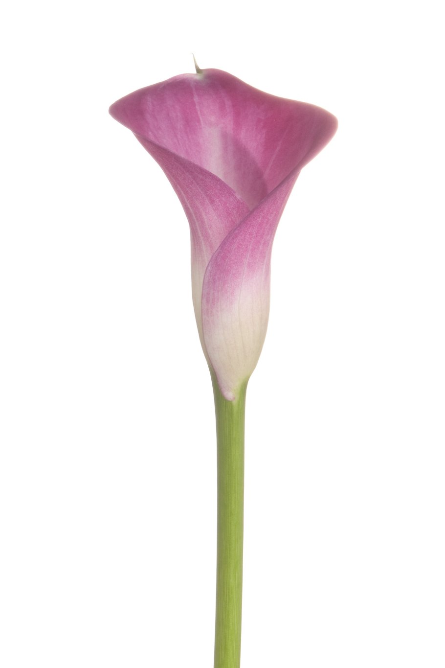 Калла (Zantedeschia) Самур