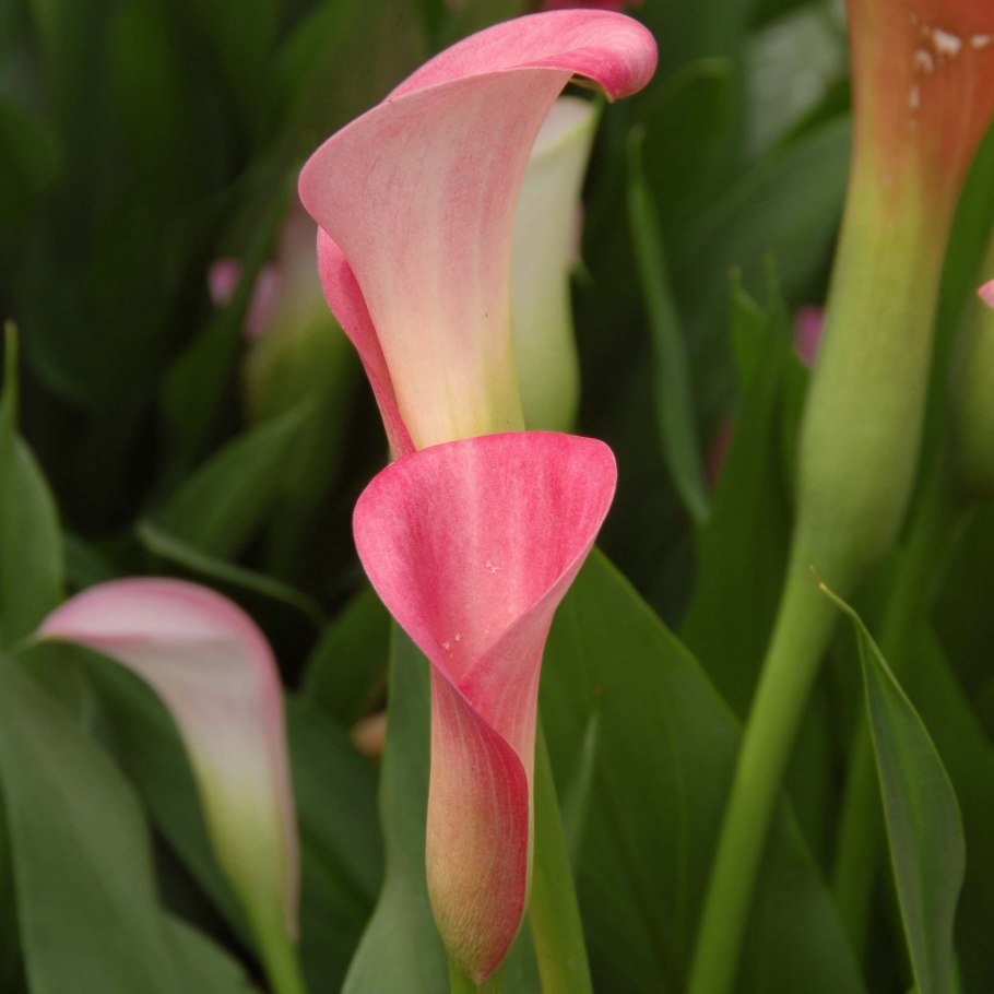 Calla Lily цветок