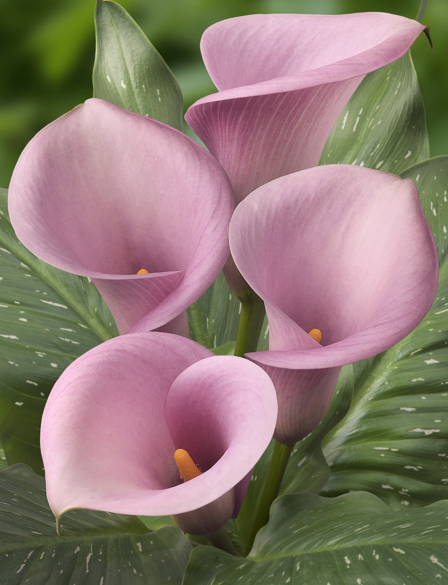 Калла Crystal blush