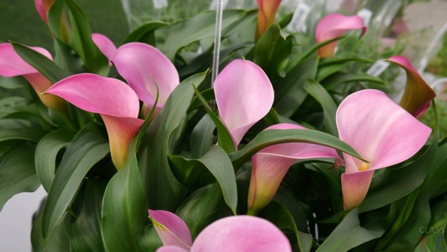 Калла Зантедеския Пинк