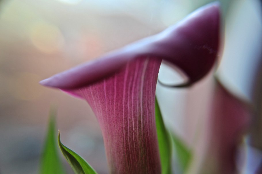 Калла нежно-розовая