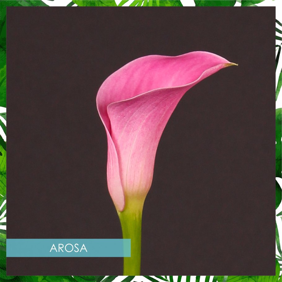 Калла Пинк Джюэл