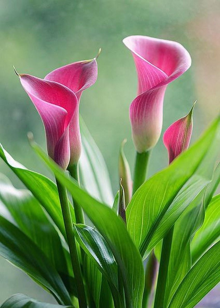 Калла Капитан Марреро