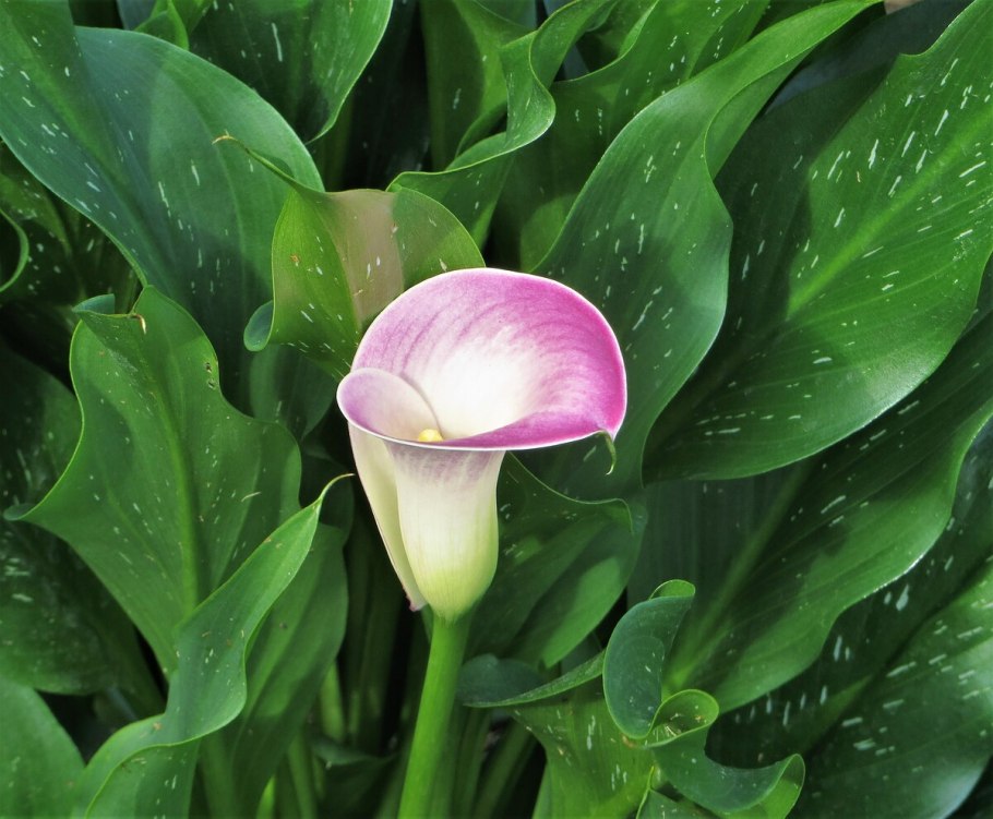 Калла Твилайт