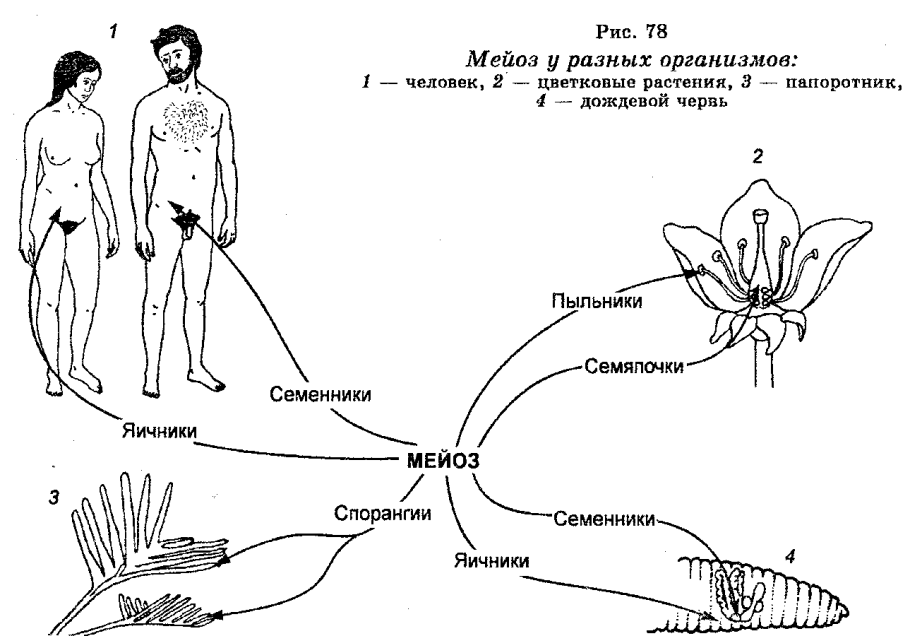 Процесс размножения людей схема