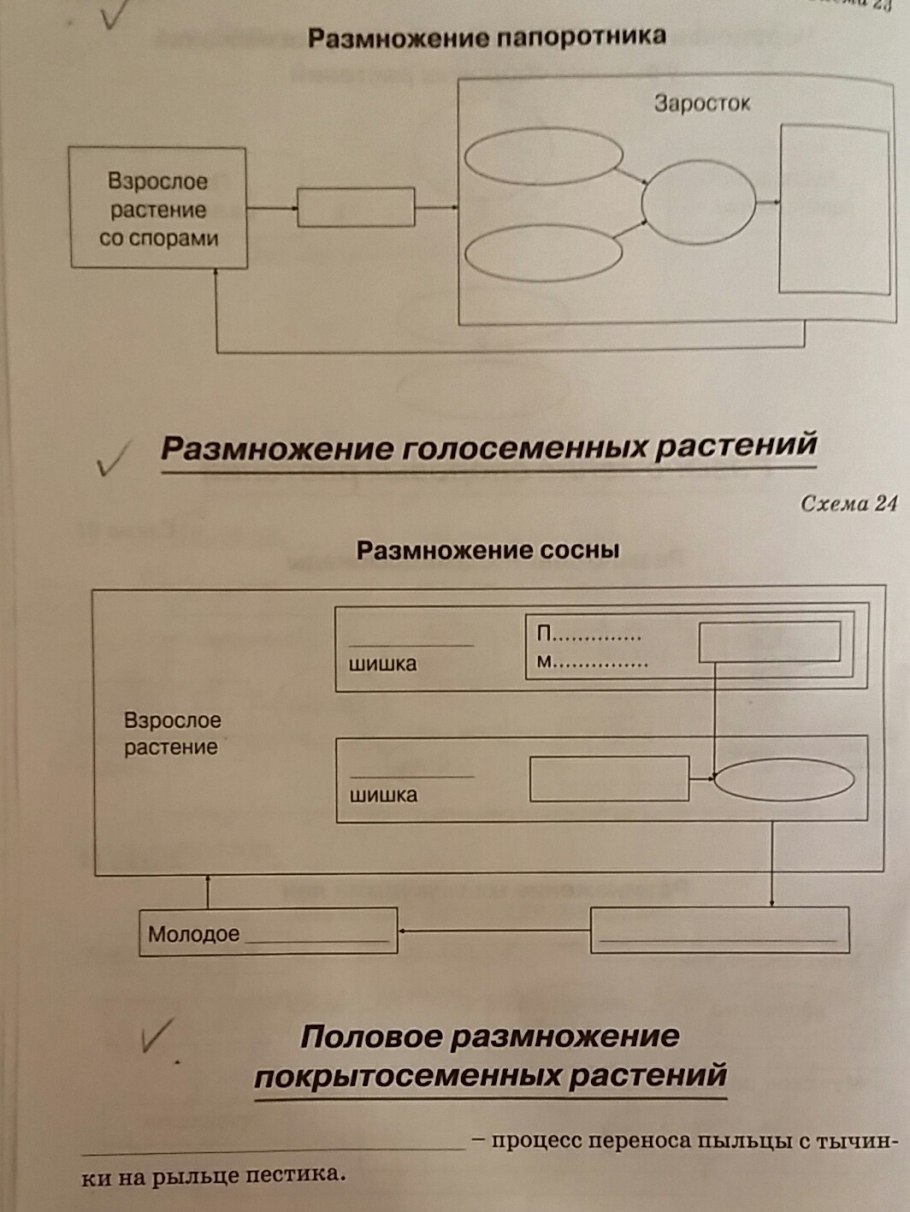Способы вегетативного размножения схема