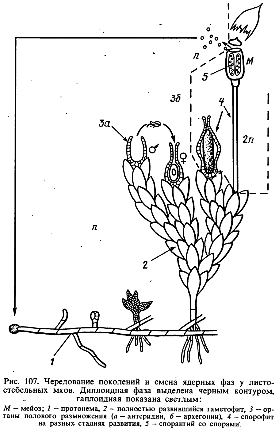 Размножение надземными побегами отводками