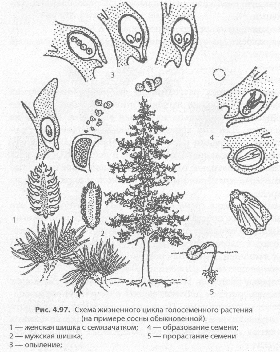 Микроспоры и мегаспоры