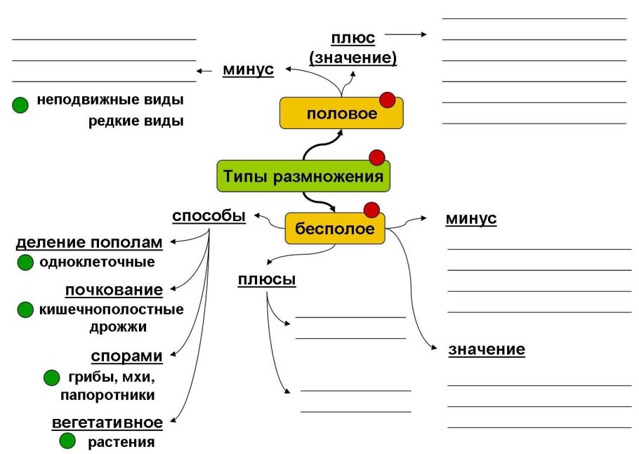 Вегетативное размножение черенками