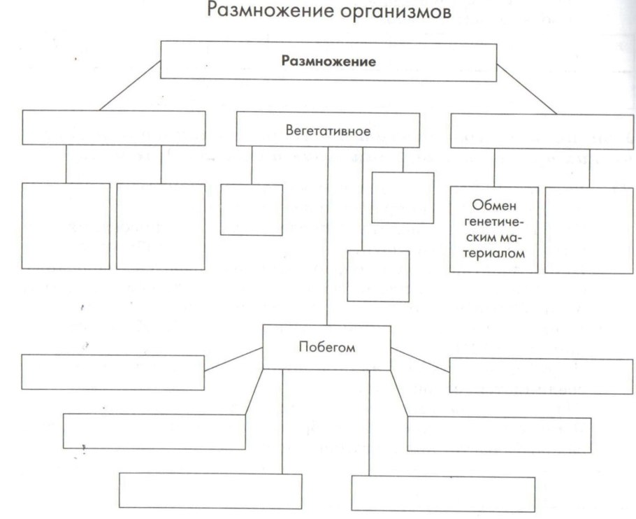Схема формы размножения организмов