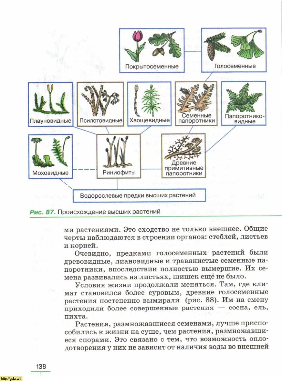 Схема происхождения высших растений 5 класс биология