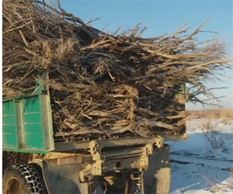 Пустыня Кызылкум черный саксаул