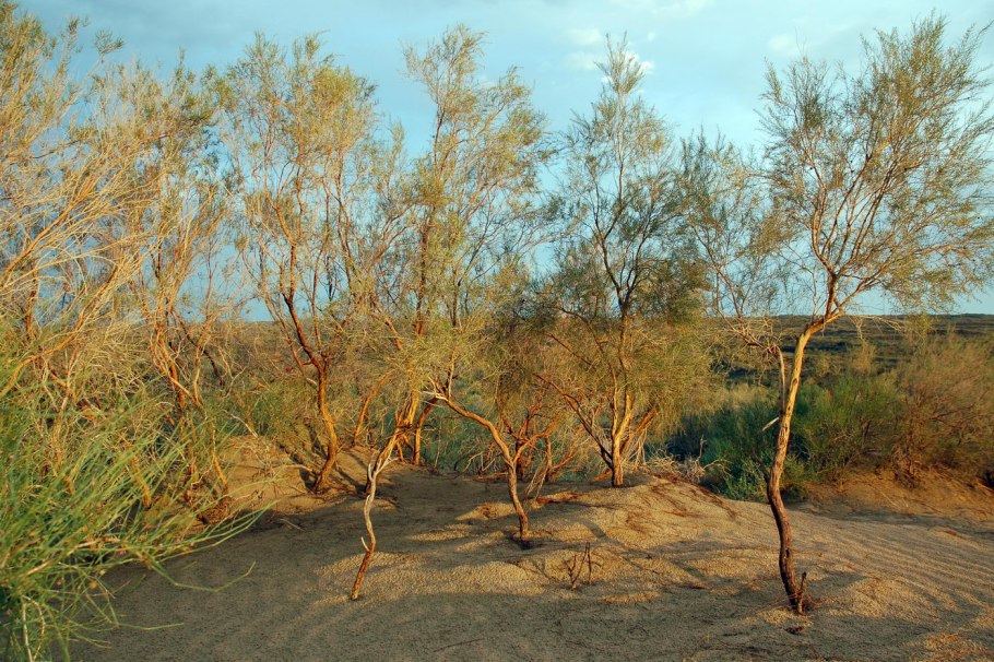 Акация ситтим