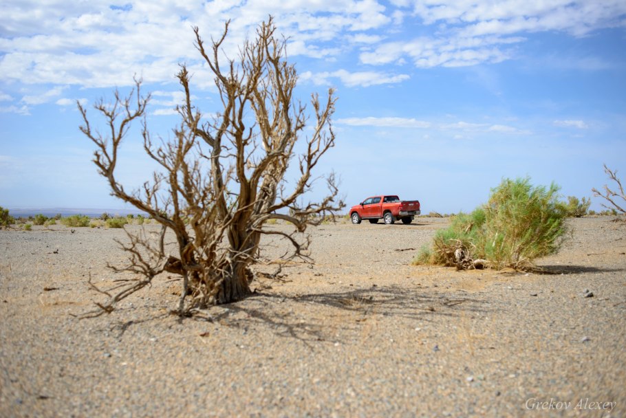 Тамариск кустарник Степной