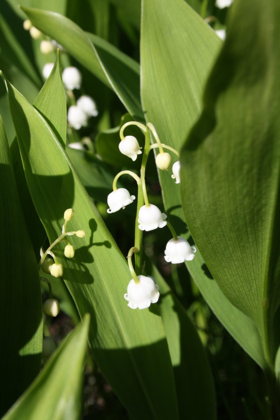 Какой вид стебля у ландыша