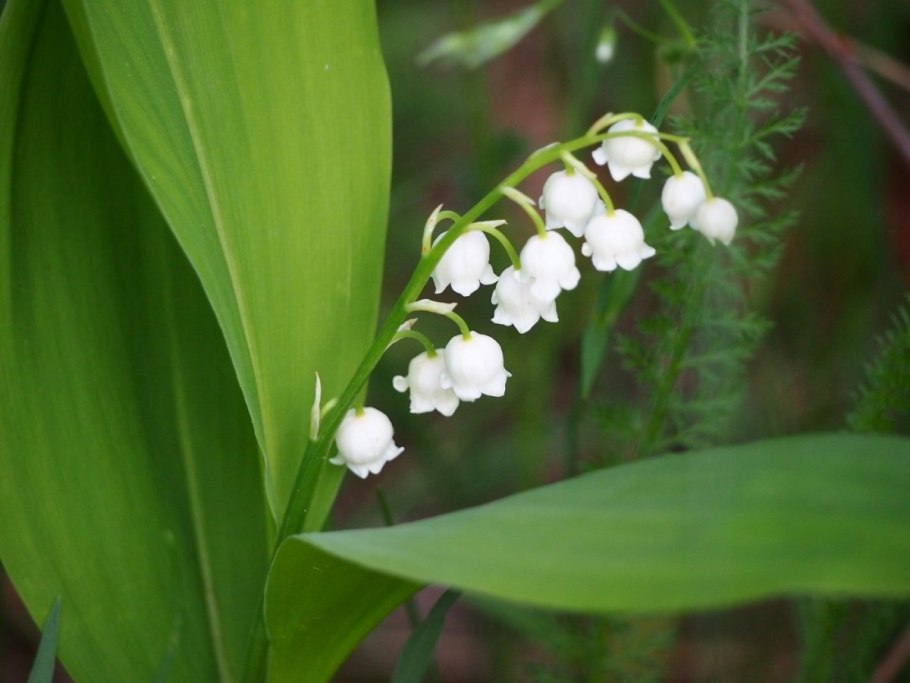 Крымский Ландыш фото