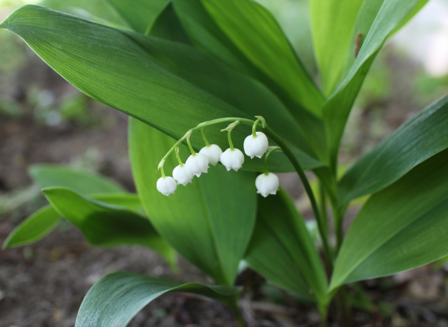 Ландыш Майский rosea