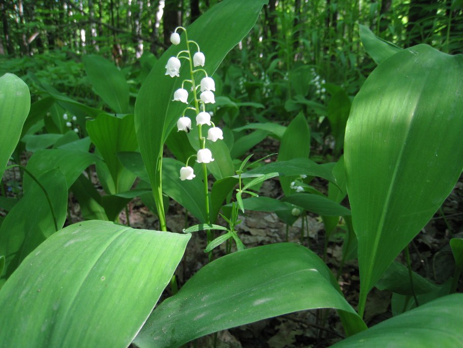 Convallaria Majalis Doreen