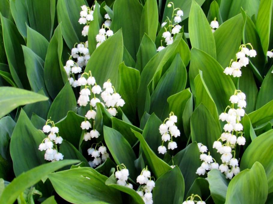 Ландыш Майский . . . . . С3. . . , Convallaria Majalis