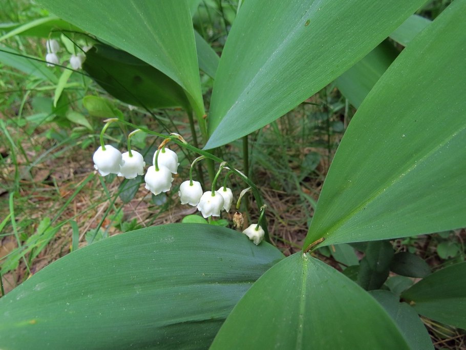 Convallaria Doreen