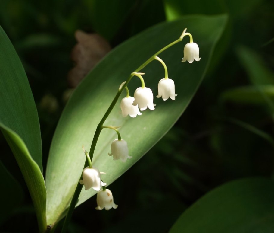 Конкурс Ландыш