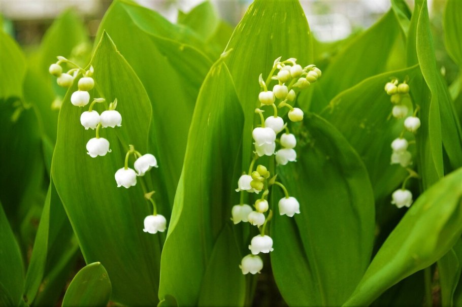 ЛП, ландыша майского(Convallaria Majalis)
