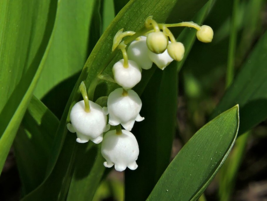 Convallaria игра
