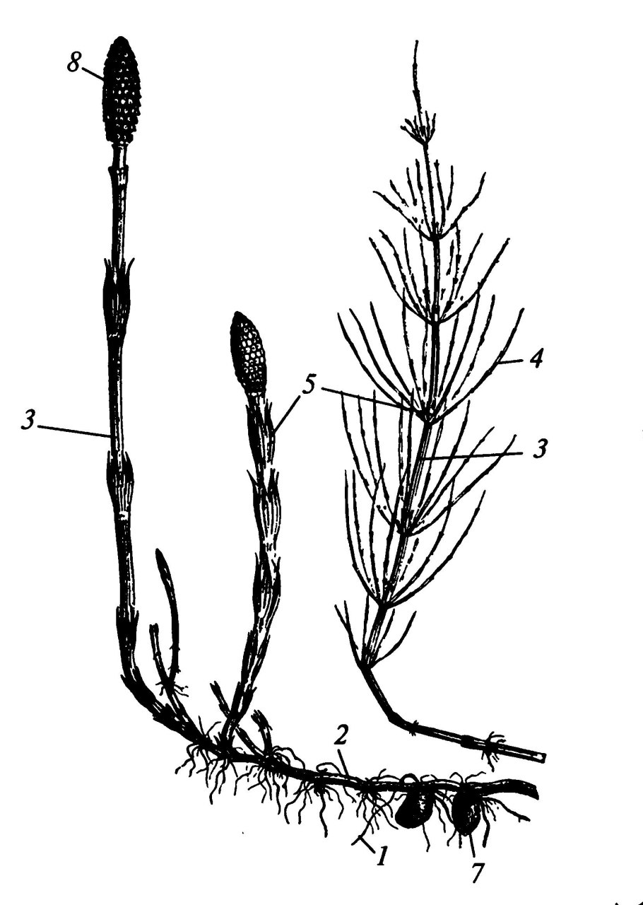 Плаун годичный Lycopodium annotinum l. 2