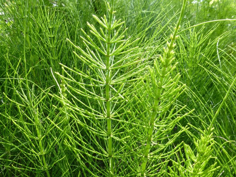 Equisetum giganteum