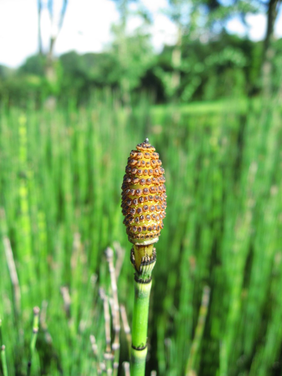 Хвощ полевой (Equisetum arvense)