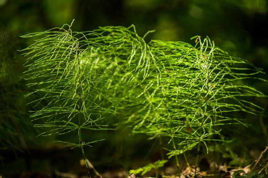 Хвощ Приречный