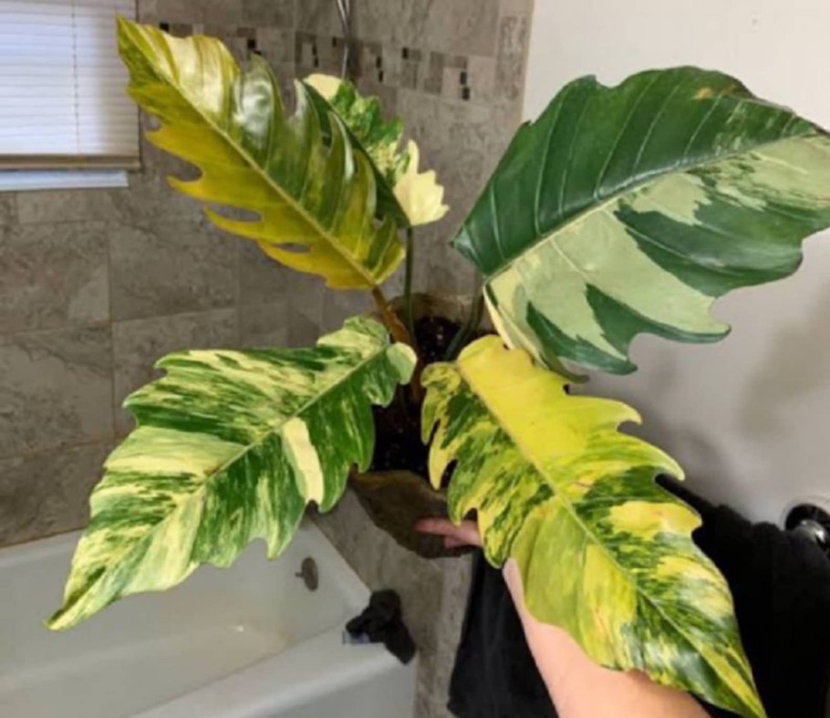 Филодендрон ИМБЕ Уайт Марбл