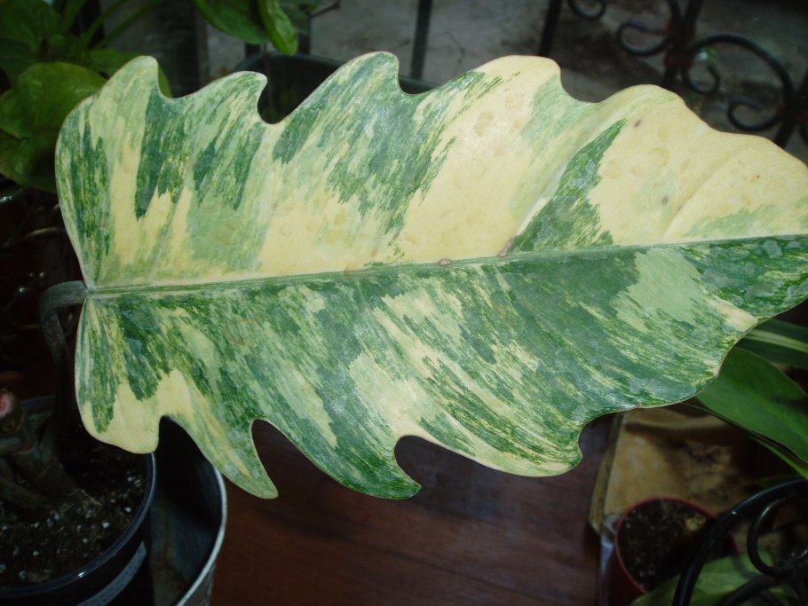 Филодендрон Марбл Квин