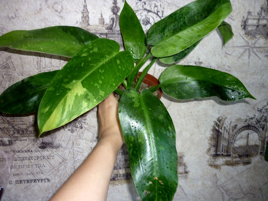 Филодендрон доместикум