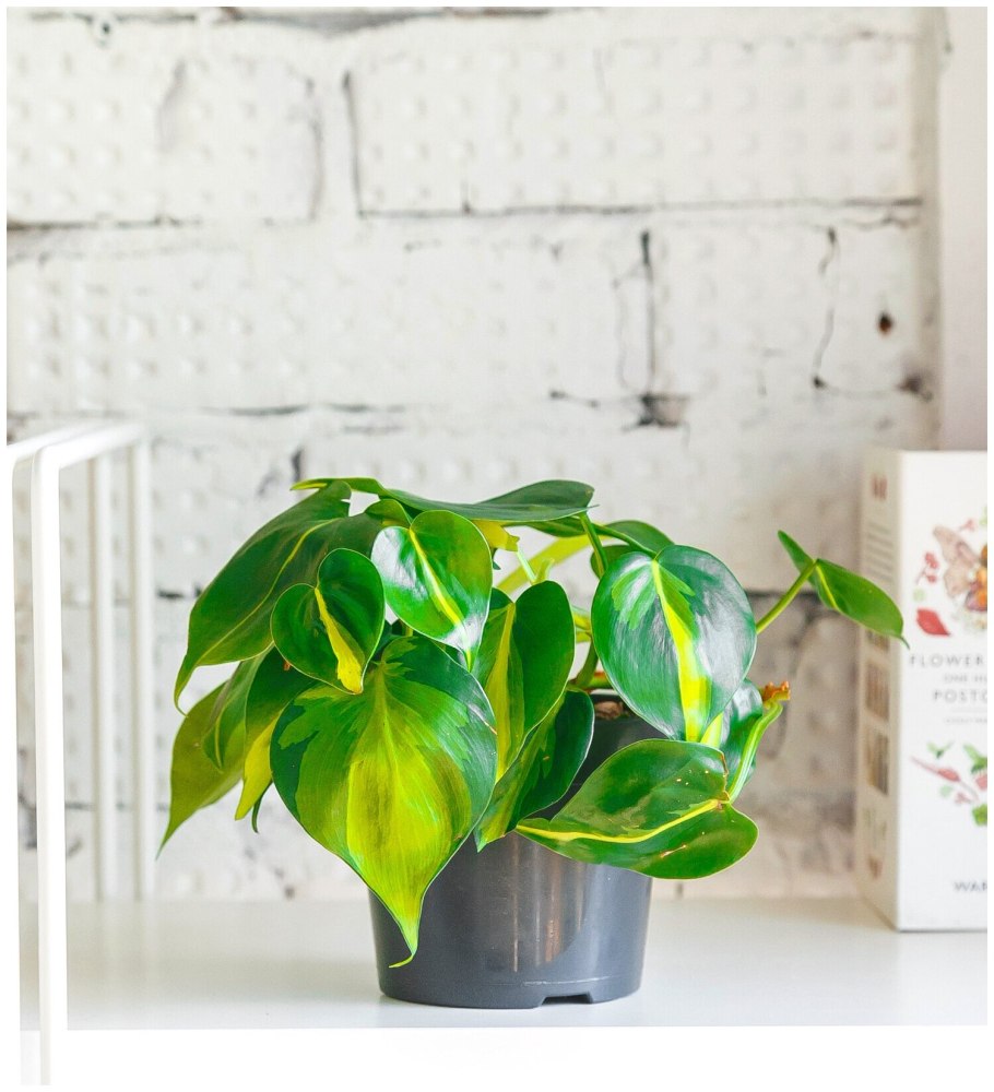 Филодендрон Виппл Вэй описание