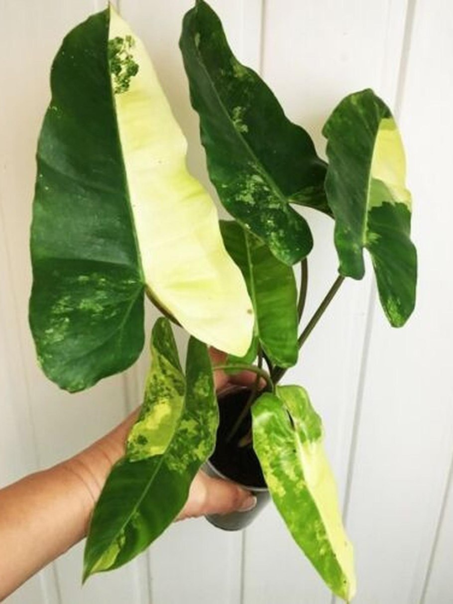 Филодендрон карамель Марбл искусственное освещение или