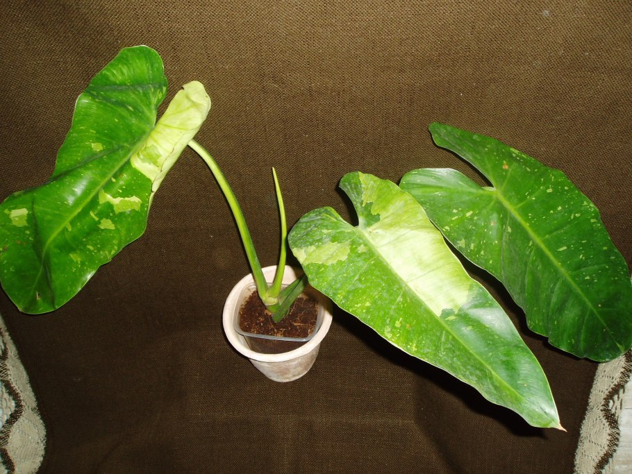 Филодендрон ИМБЕ Вайт Марбл