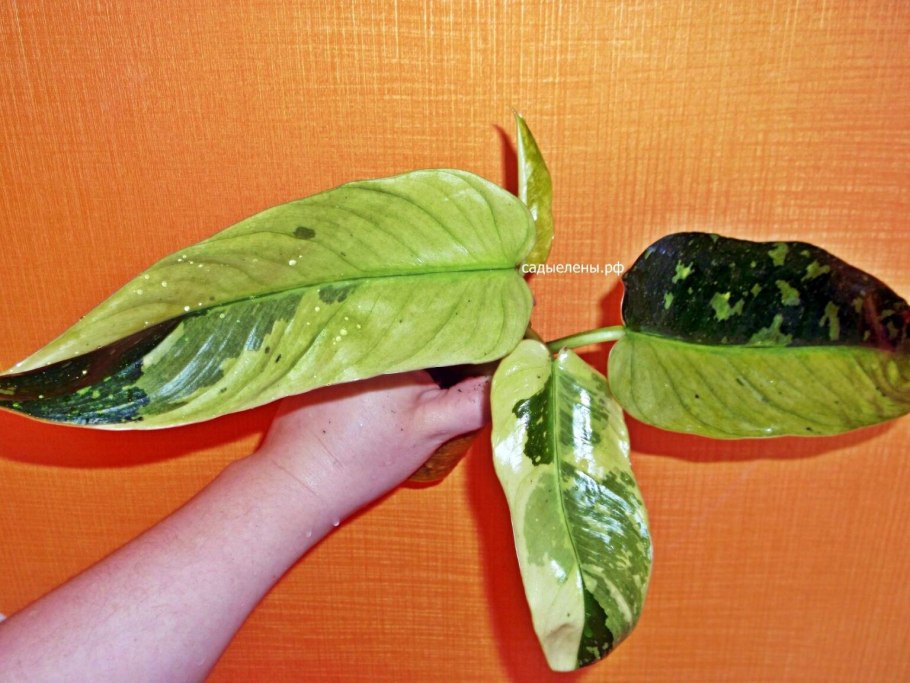 Филодендрон Марбл Уайт