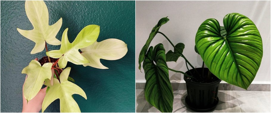 Hoya globulosa Хойя глобулоза