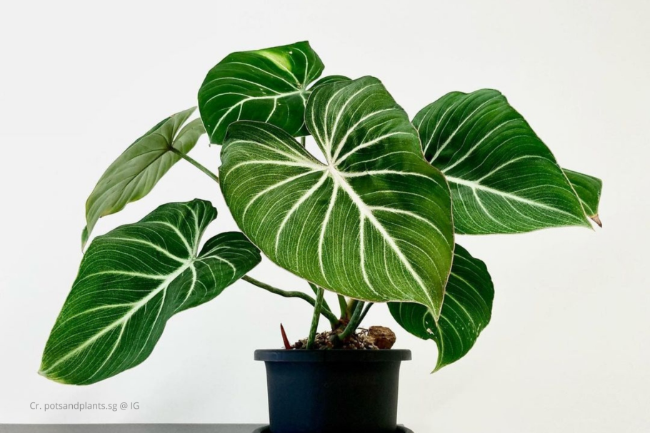 Филодендрон Малай Голд