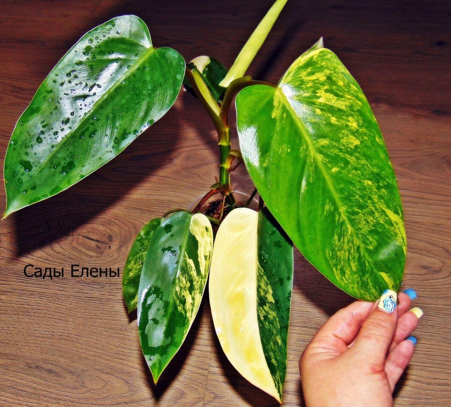 Филодендрон Lickety Split