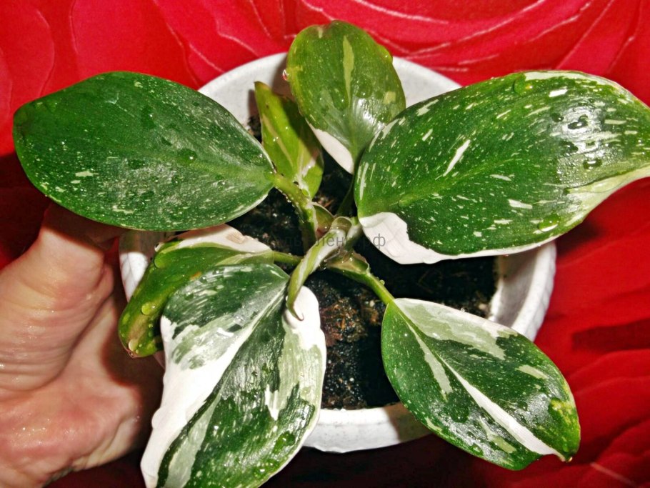 Филодендрон стенолобум