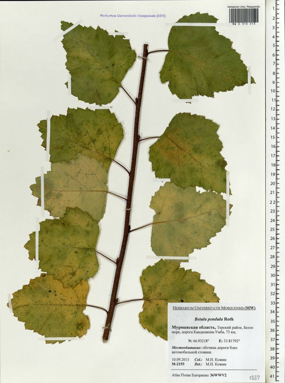 Береза повислая вид род семейство
