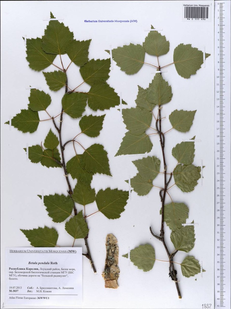 Береза повислая ГФ