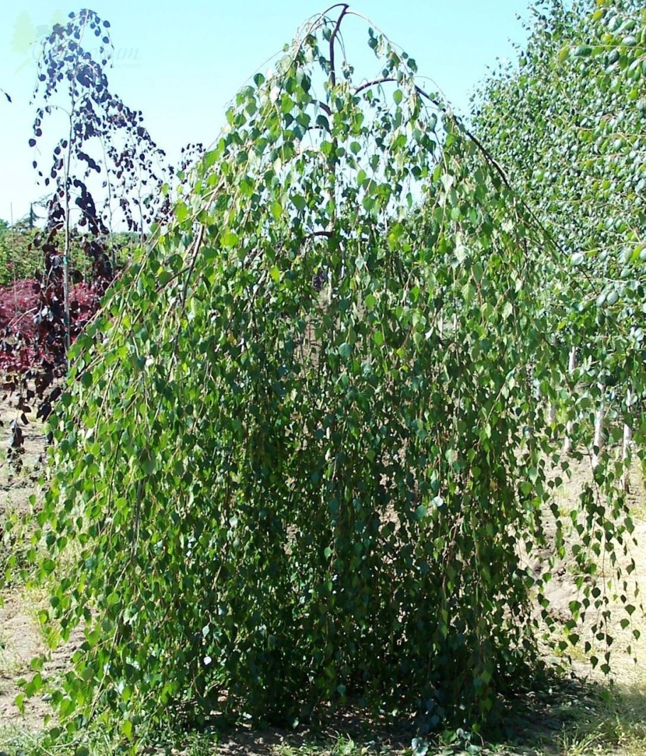 Береза пушистая (crinitus Betula)
