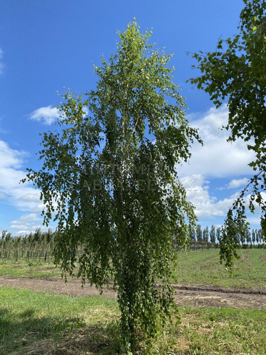 Берёза повислая