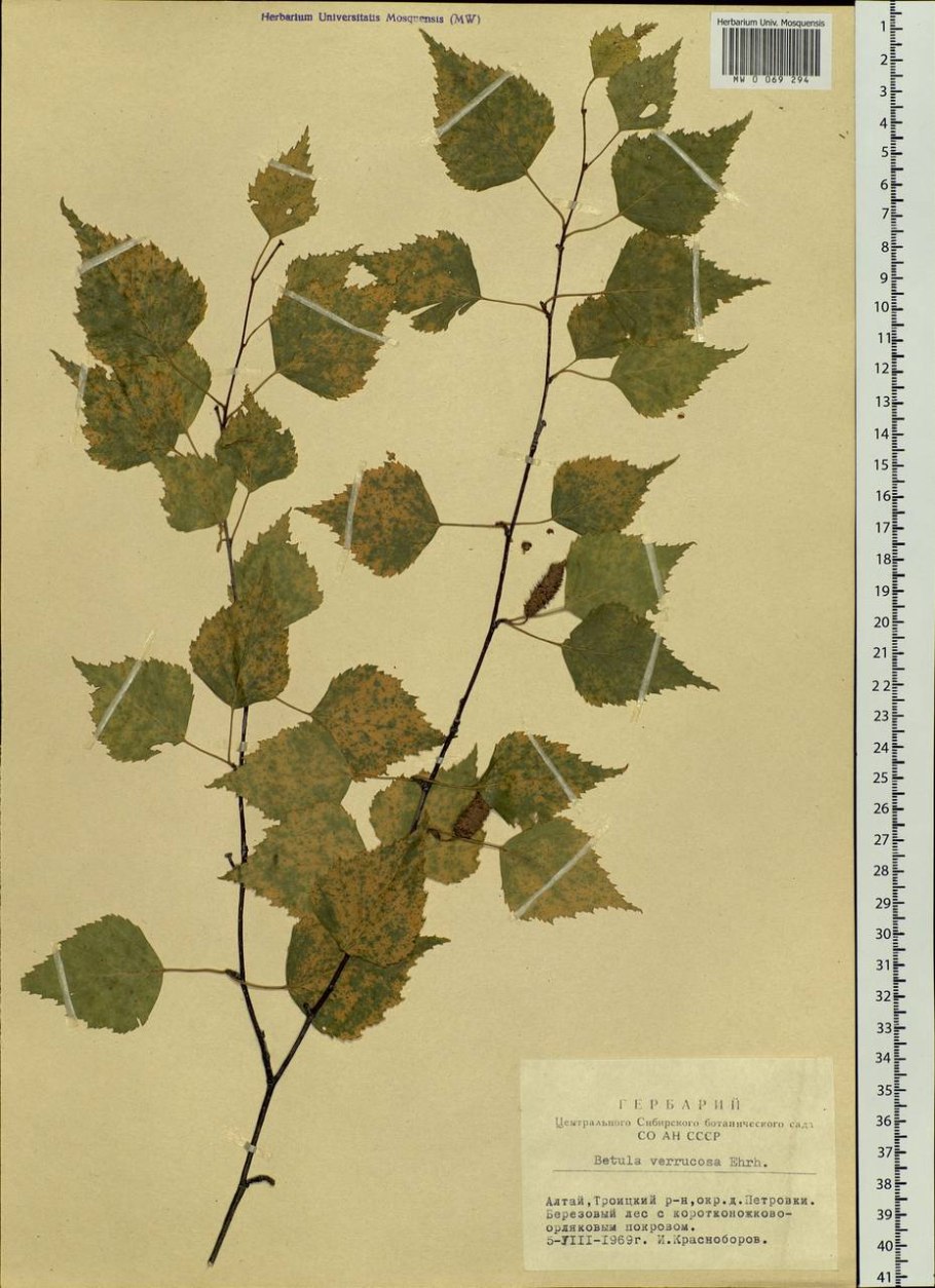 Betula pendula roth. гербарий