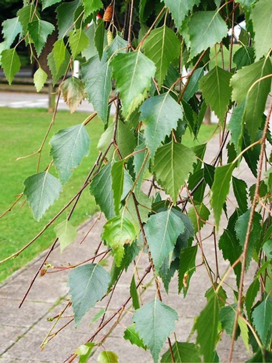 Береза повислая бородавчатая