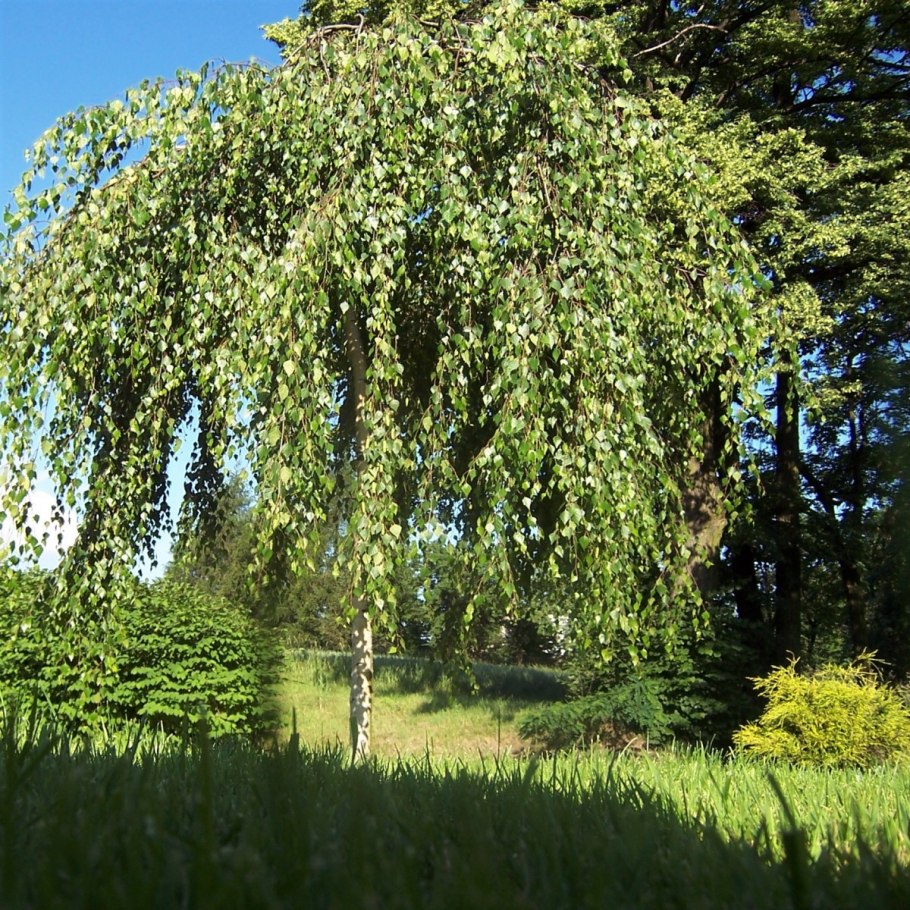 Береза повислая betula pendula